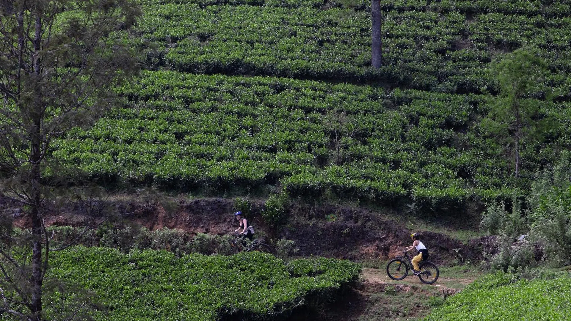 Heritance Tea Factory (Adults Only) Hotel Nuwara Eliya